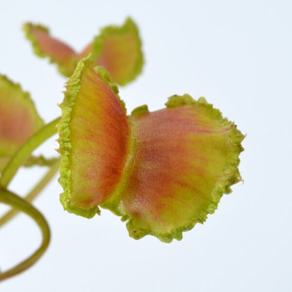 Dionaea muscipula "Bobbit Worms"