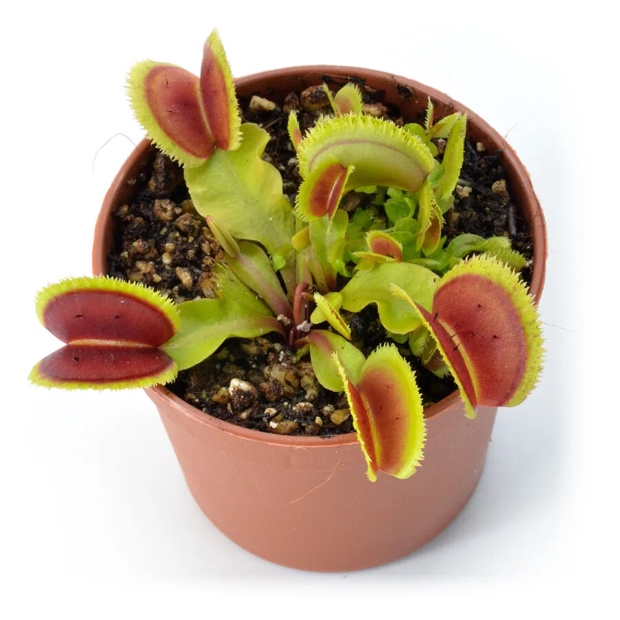 Dionaea muscipula 'Bristle Tooth'
