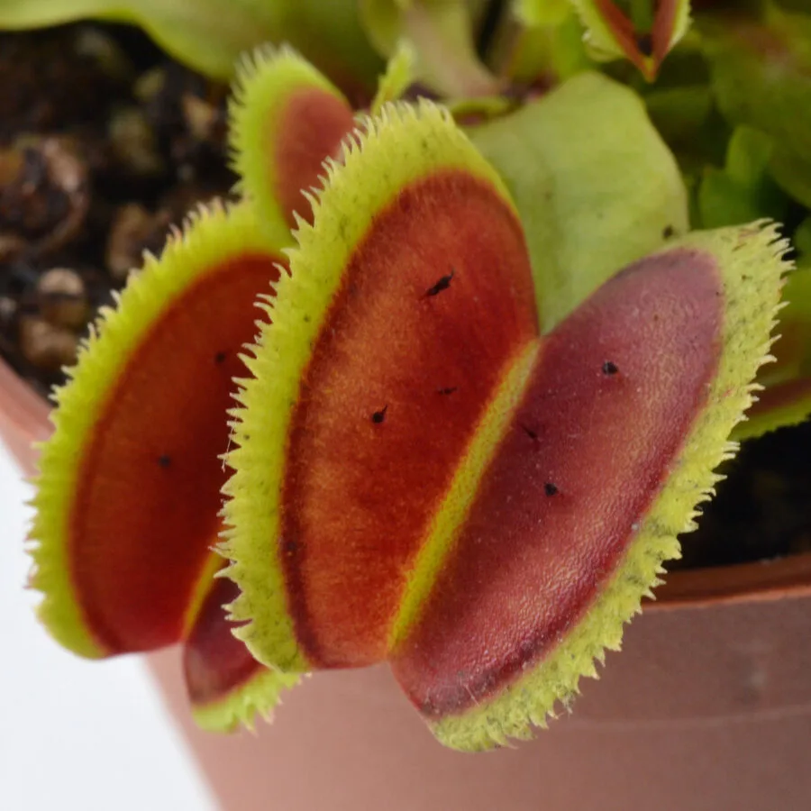 Dionaea muscipula 'Bristle Tooth'