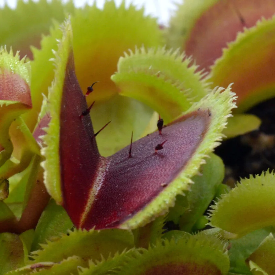 Dionaea muscipula 'Bristle Tooth'