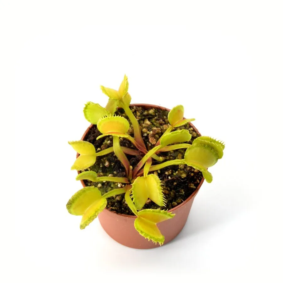 Dionaea muscipula Bullseye