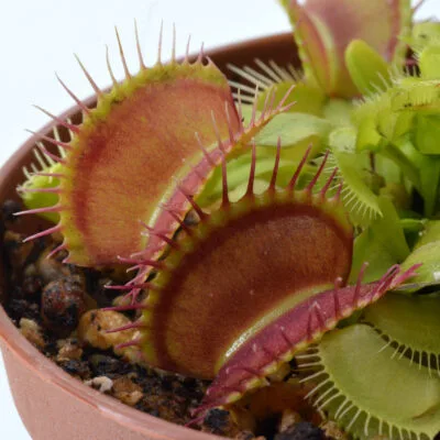 Dionaea muscipula "Burbank's Best" 
