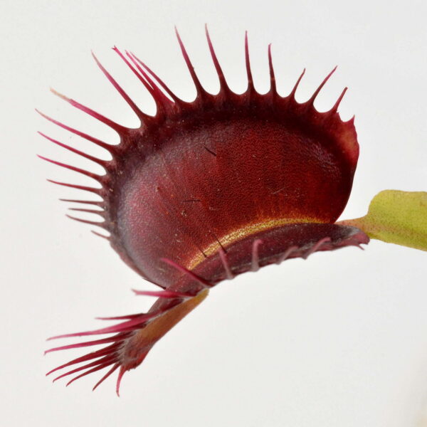 Dionaea muscipula "Pygo B Double Dentate"