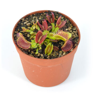 Dionaea-muscipula-'Cactus'-