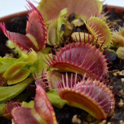 Dionaea-muscipula-'Cactus'-