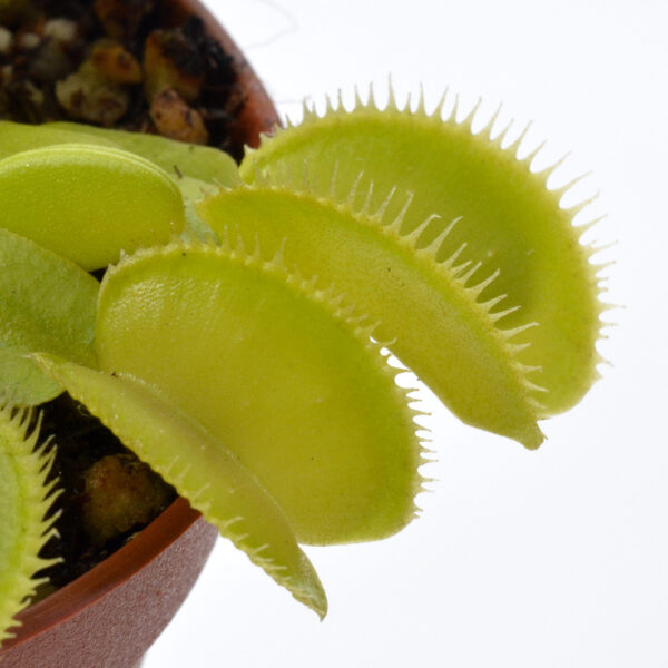Dionaea muscipula “Canari”