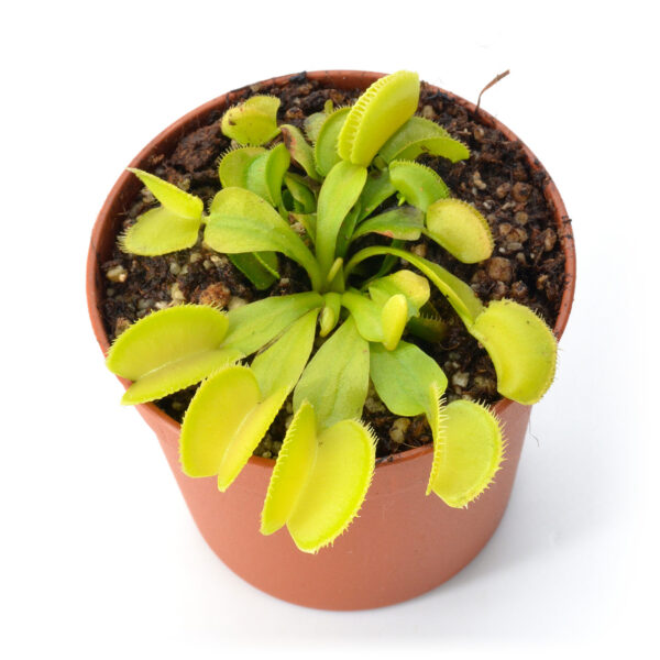 Dionaea muscipula “Canari”