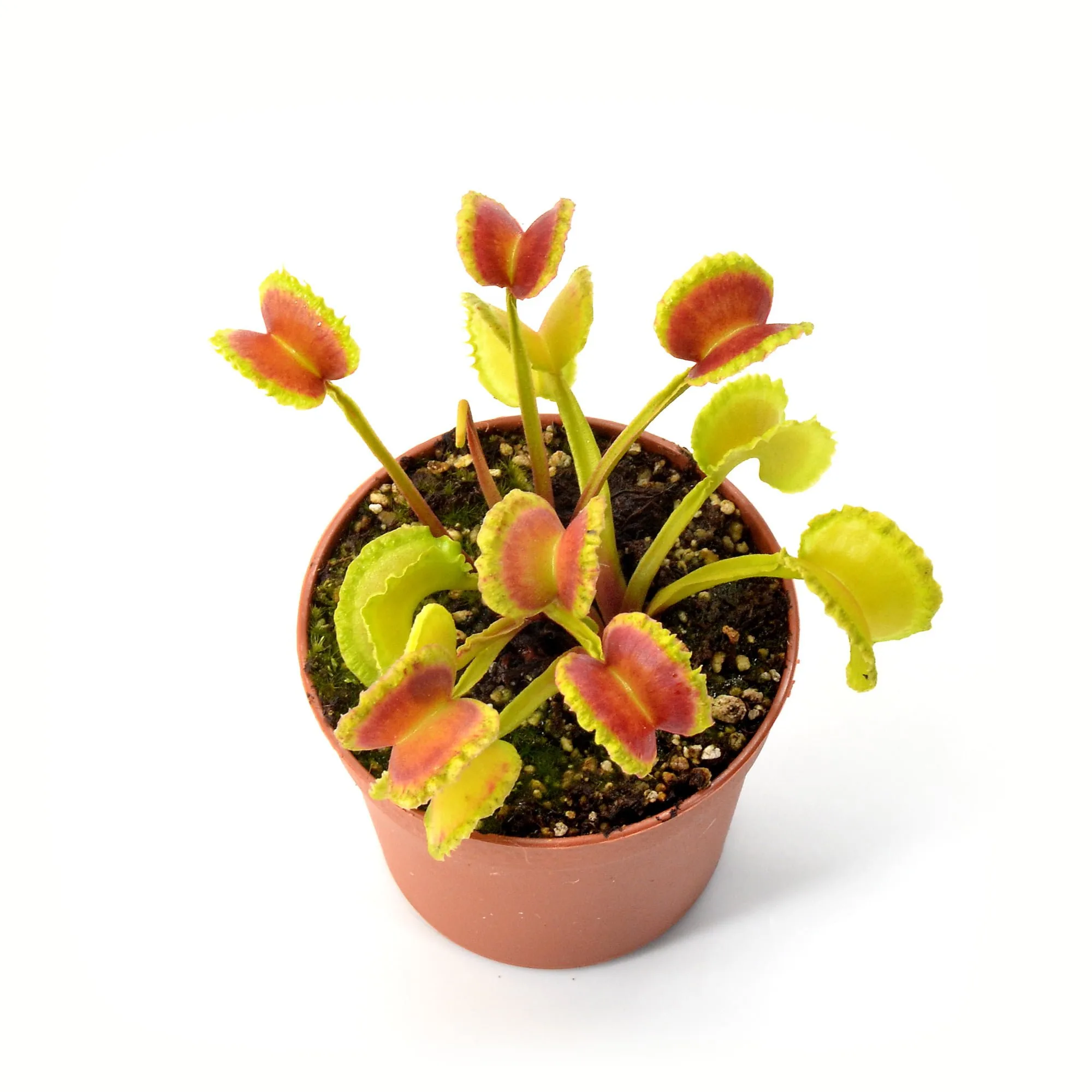 Dionaea muscipula "Candy Cane"