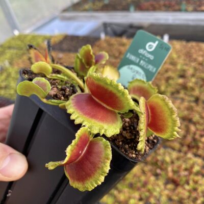Dionaea muscipula Candy Cane x Umgekrempelt #1