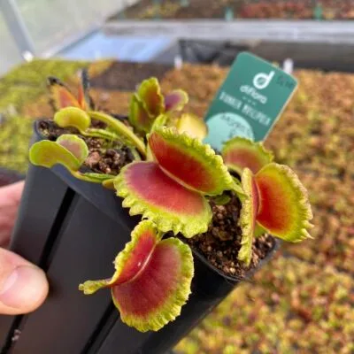 Dionaea muscipula Candy Cane x Umgekrempelt #1