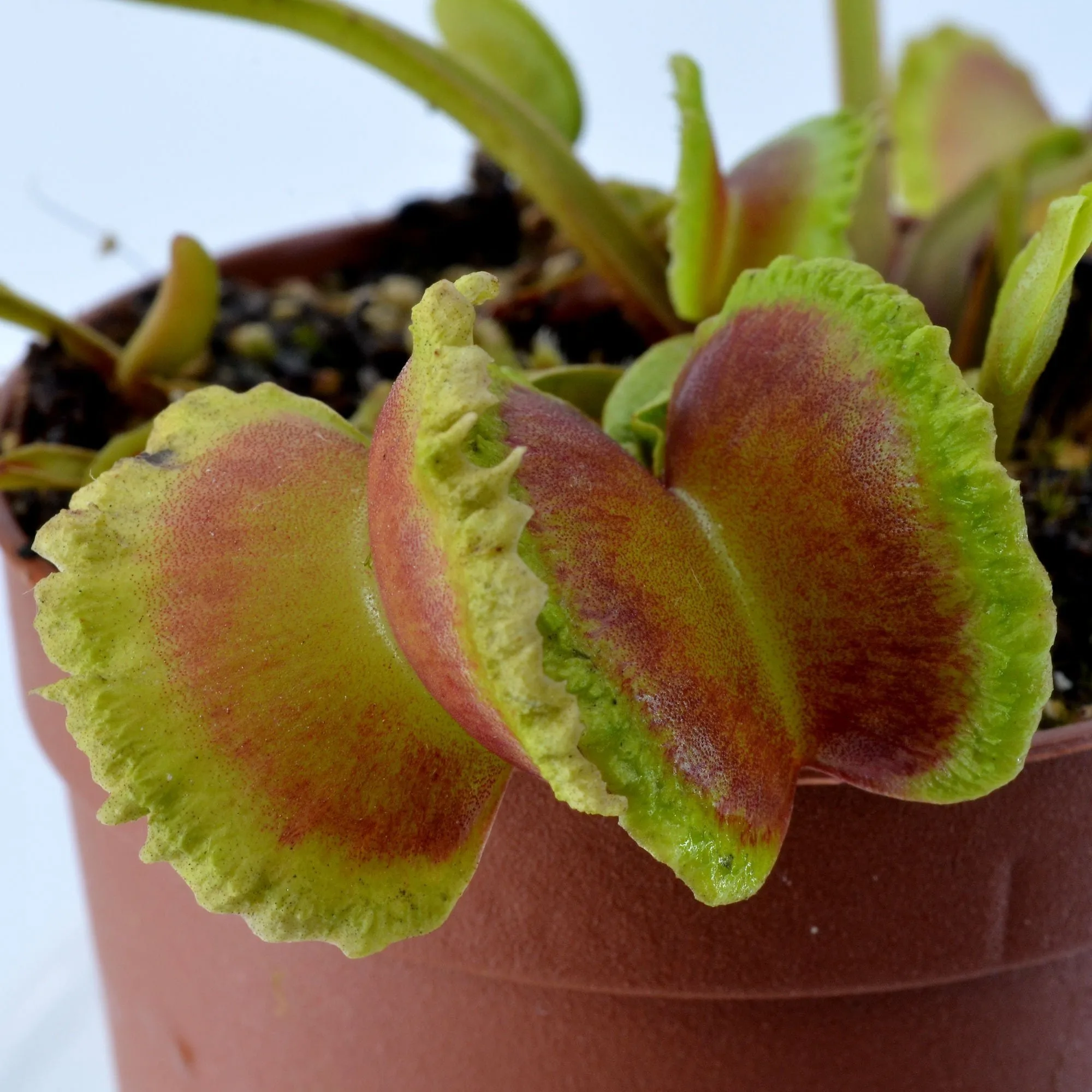 Dionaea muscipula Candy Cane