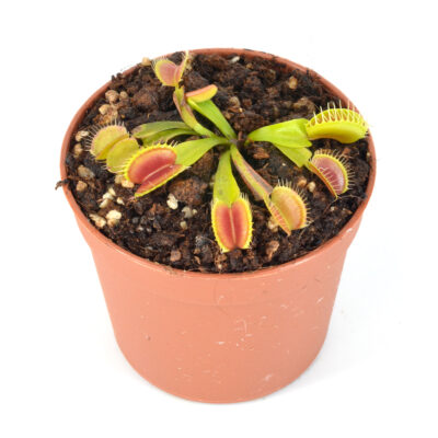 Dionaea-muscipula-'Chunky'