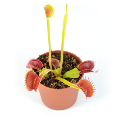 Dionaea-muscipula-'Chunky'-