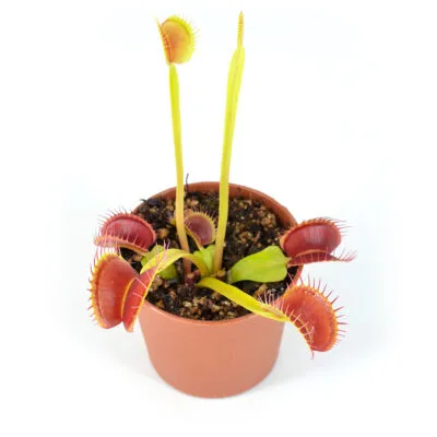 Dionaea-muscipula-'Chunky'- 
