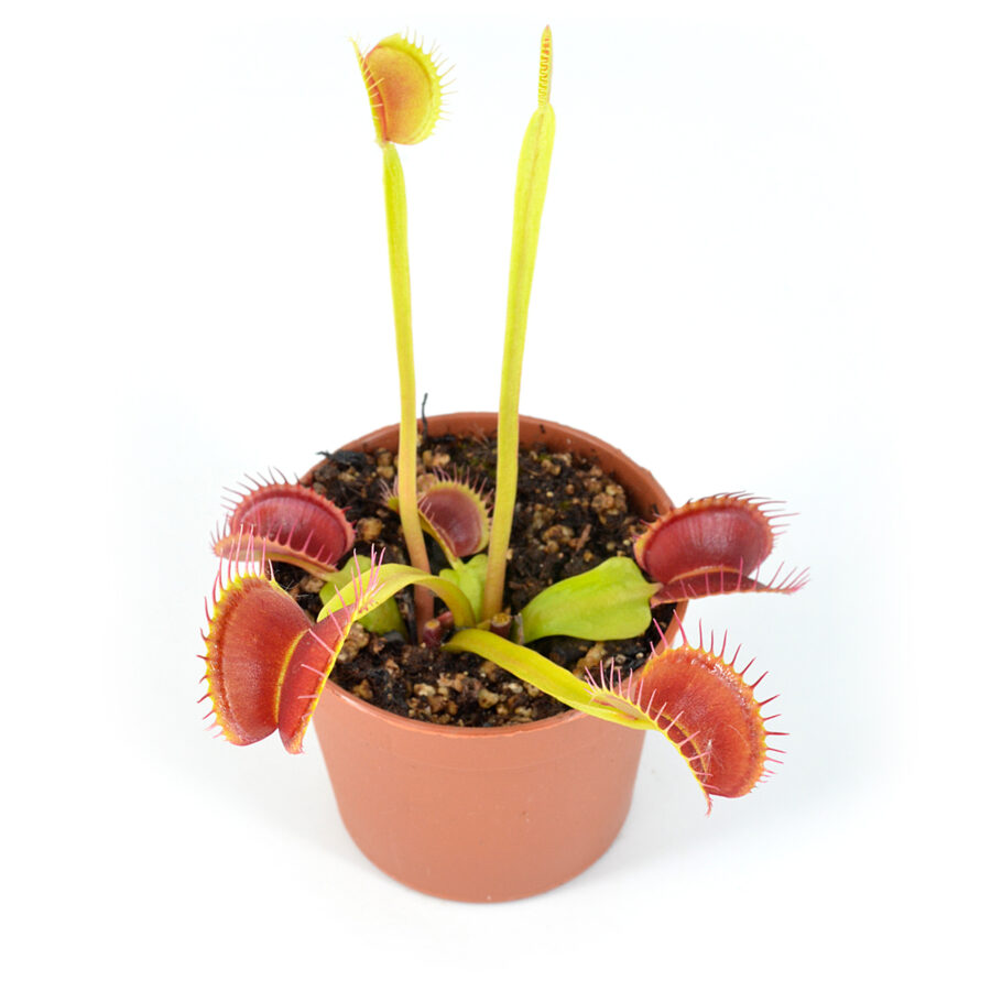 Dionaea-muscipula-'Chunky'-