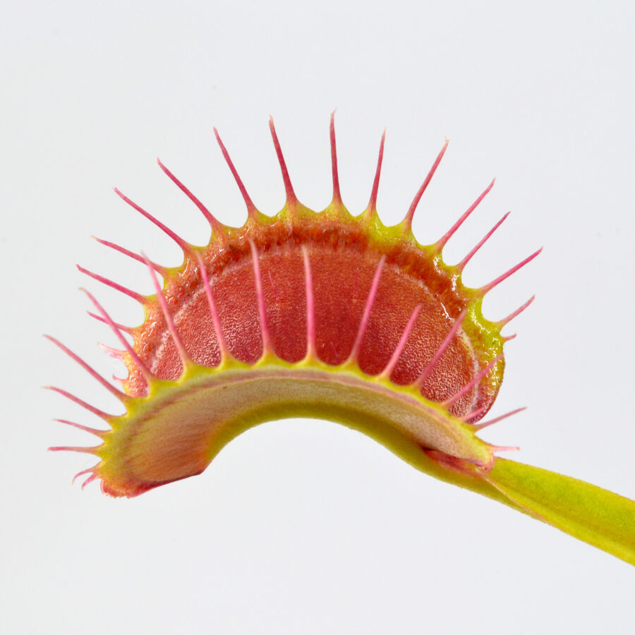 Dionaea-muscipula-'Chunky'-
