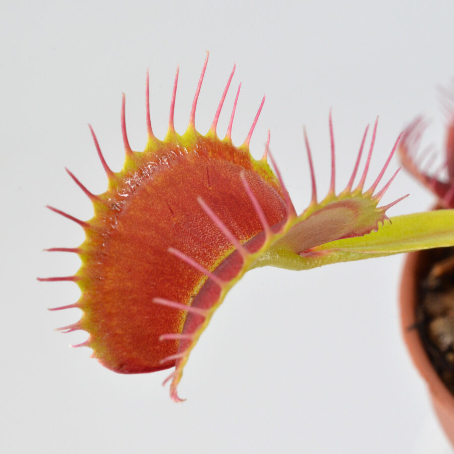Dionaea-muscipula-'Chunky'-