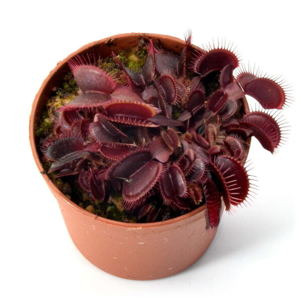 Dionaea muscipula Clayton Volcanic Red