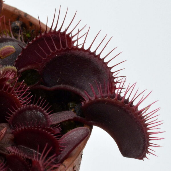 Dionaea muscipula Clayton Volcanic Red