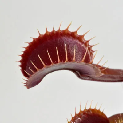 Dionaea muscipula Clayton red sunset DSC_0620