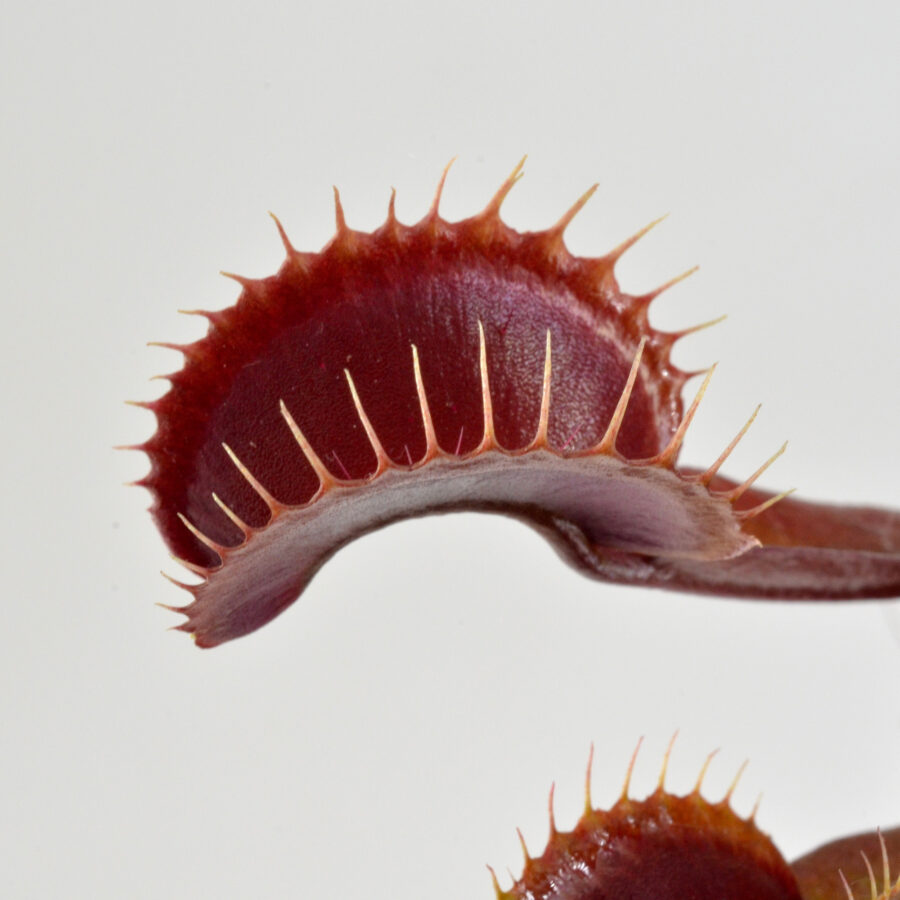 Dionaea muscipula Clayton red sunset DSC_0620