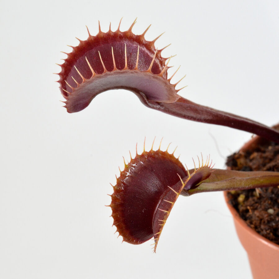 Dionaea muscipula Clayton red sunset DSC_0620