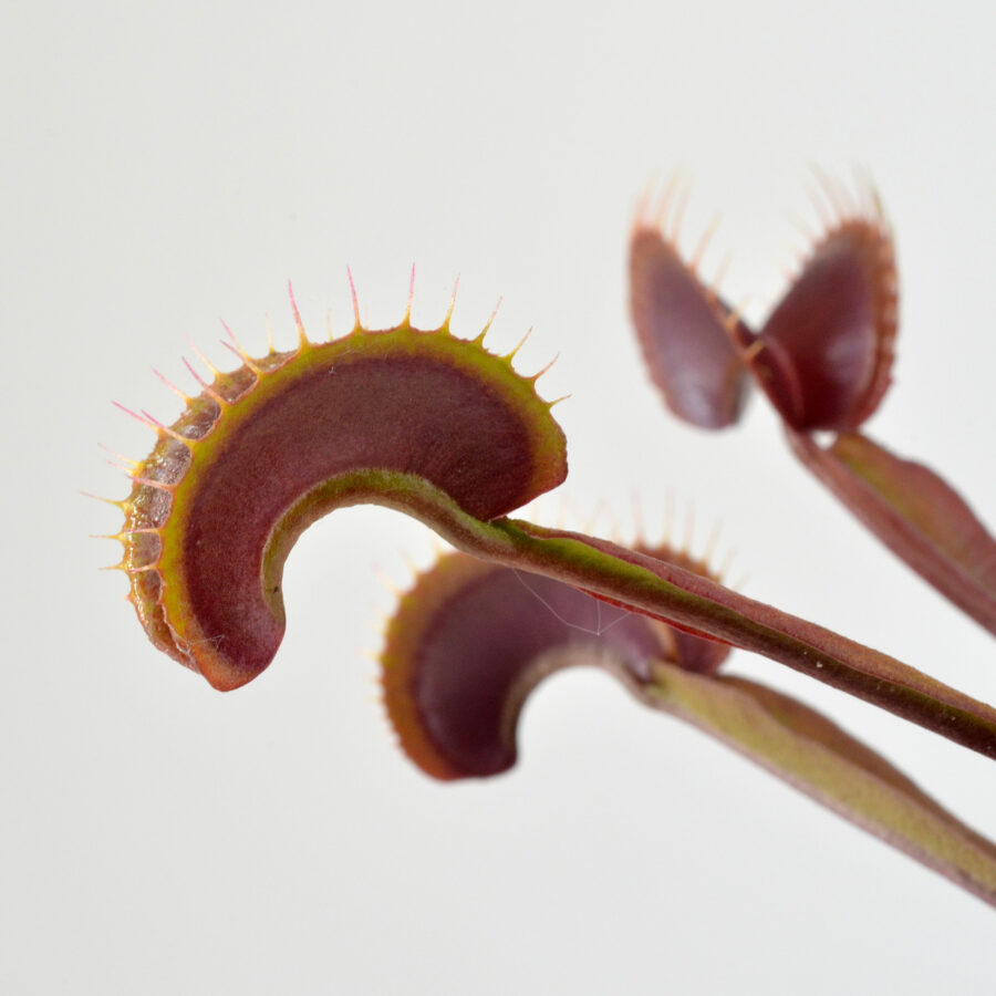 Dionaea muscipula Clayton red sunset DSC_0620