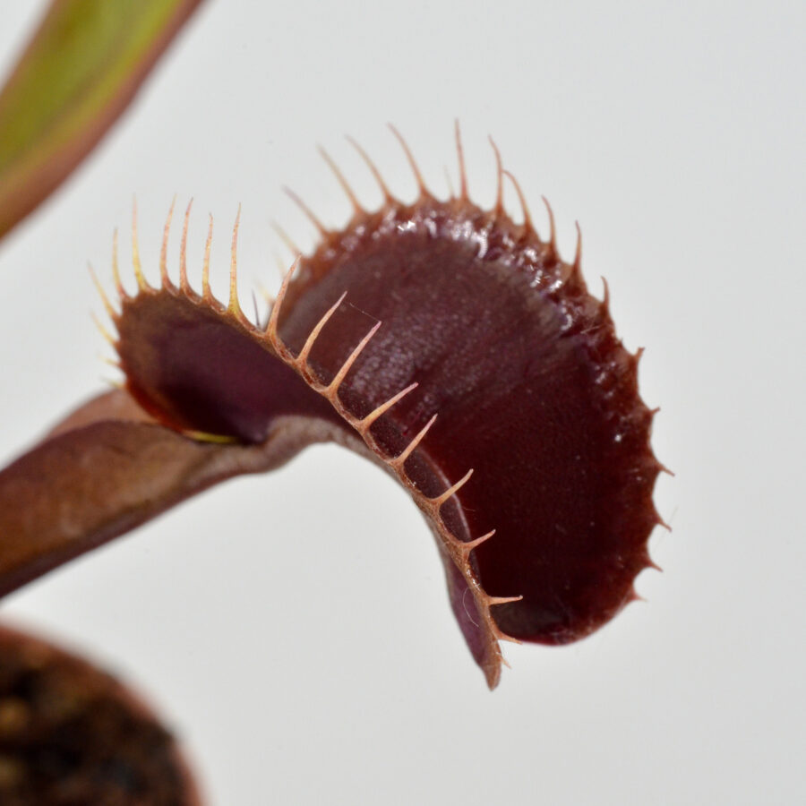 Dionaea muscipula Clayton red sunset DSC_0620
