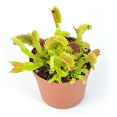 Dionaea-muscipula-'Clone-K1' 