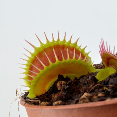 Dionaea-muscipula-'Clone-K1' 