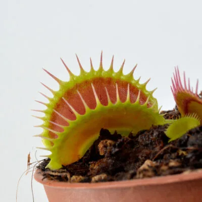 Dionaea-muscipula-'Clone-K1' 