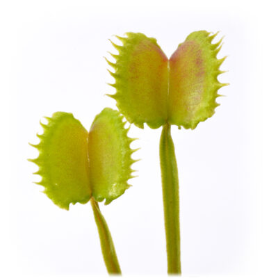 Dionaea muscipula "Conquiscator"
