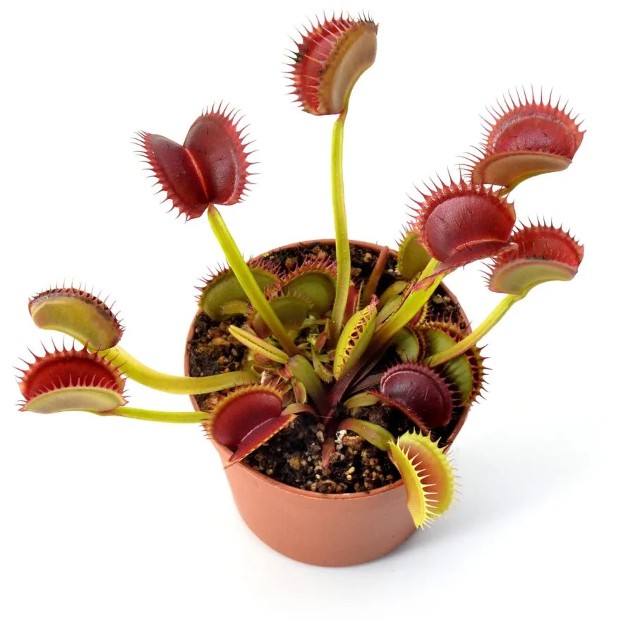Dionaea muscipula Coq Couché x Up-Giant #1