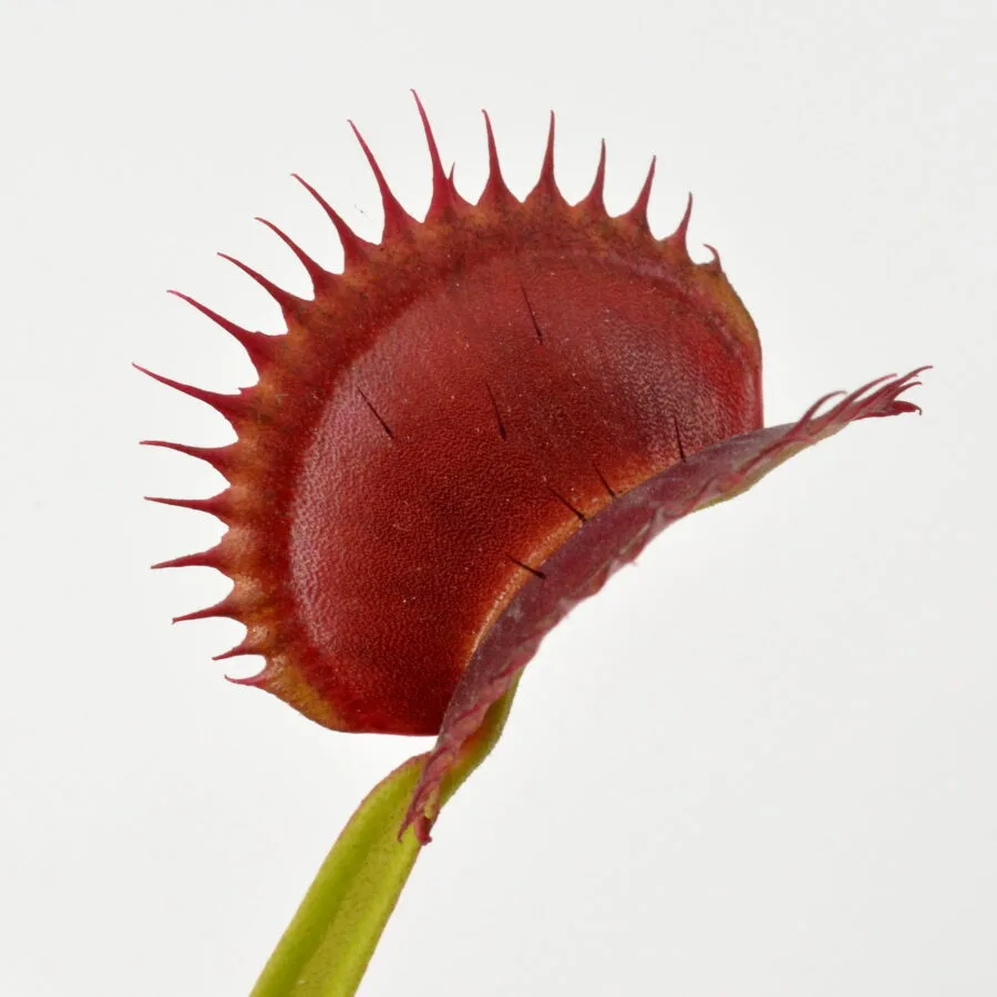 Dionaea muscipula Coq Couche x Up Giant 1