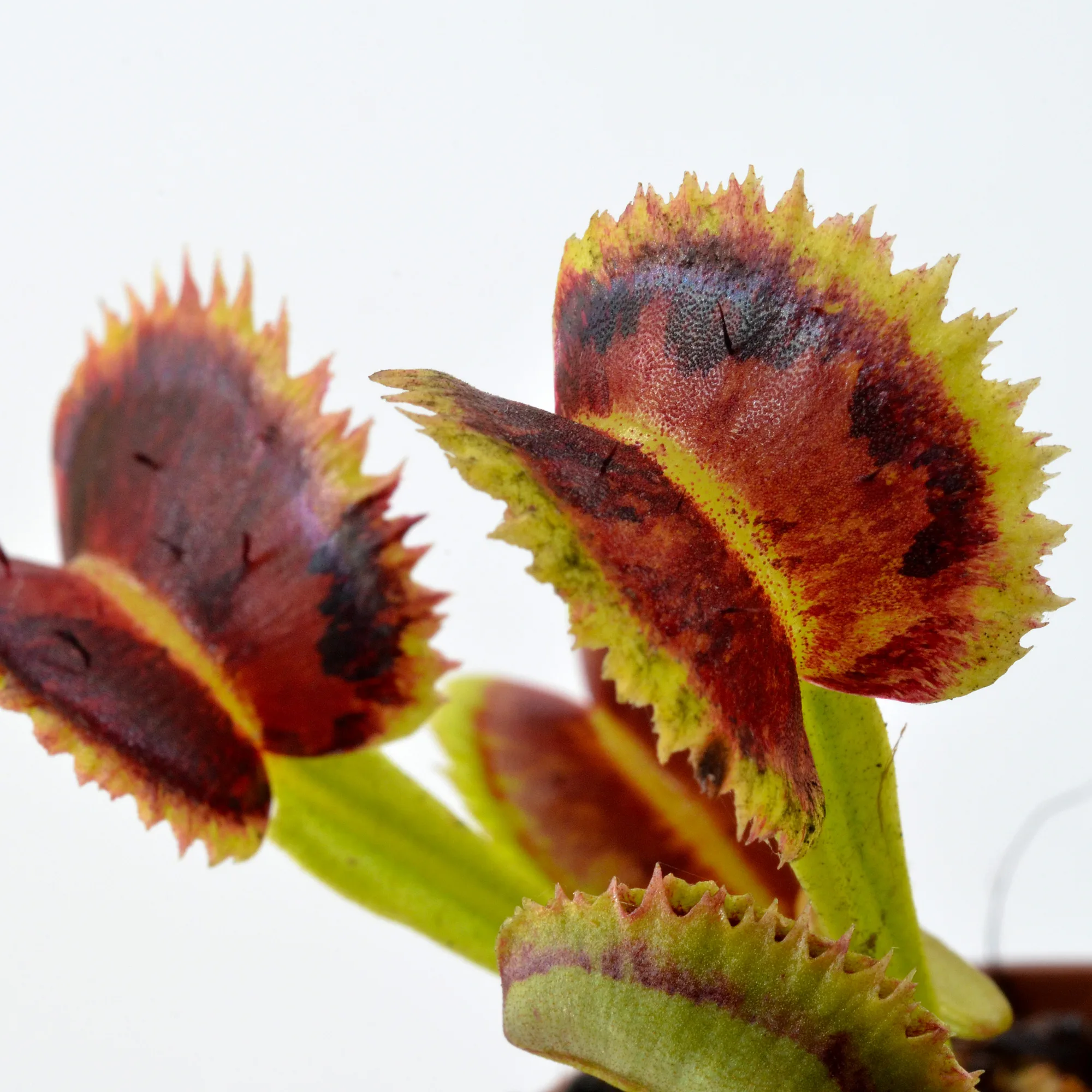 Dionaea muscipula Coq couché x up giant #5 "Variegata"