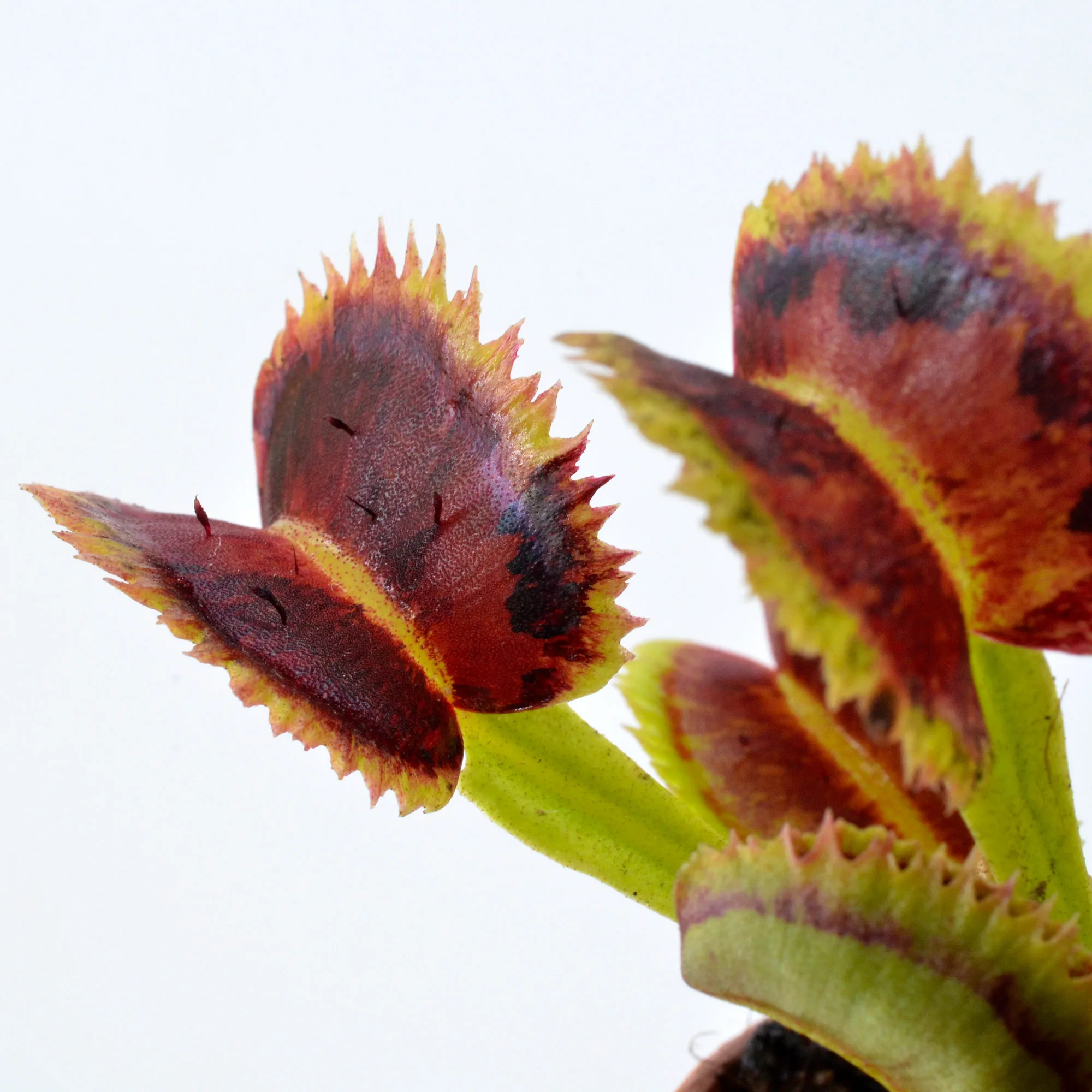 Dionaea muscipula Coq couché x up giant #5 "Variegata"