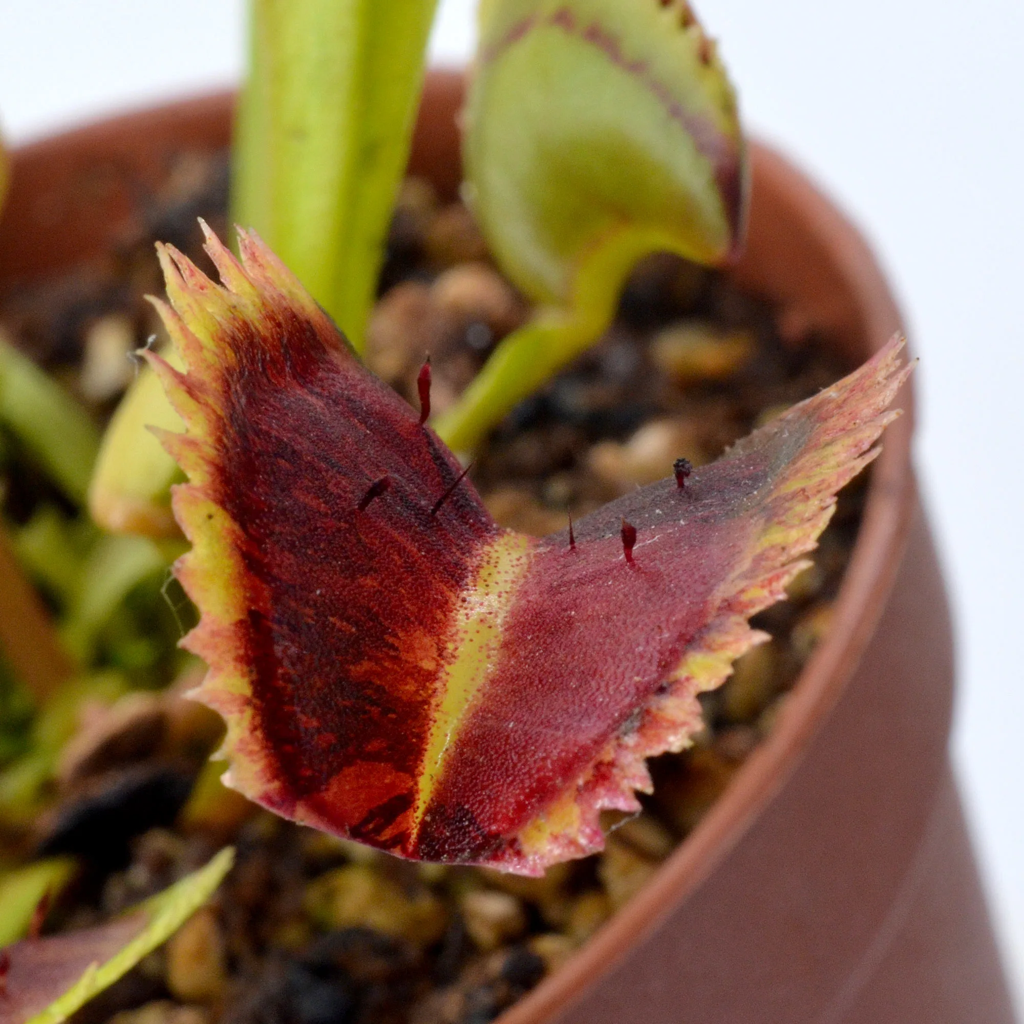 Dionaea muscipula Coq couché x up giant #5 "Variegata"