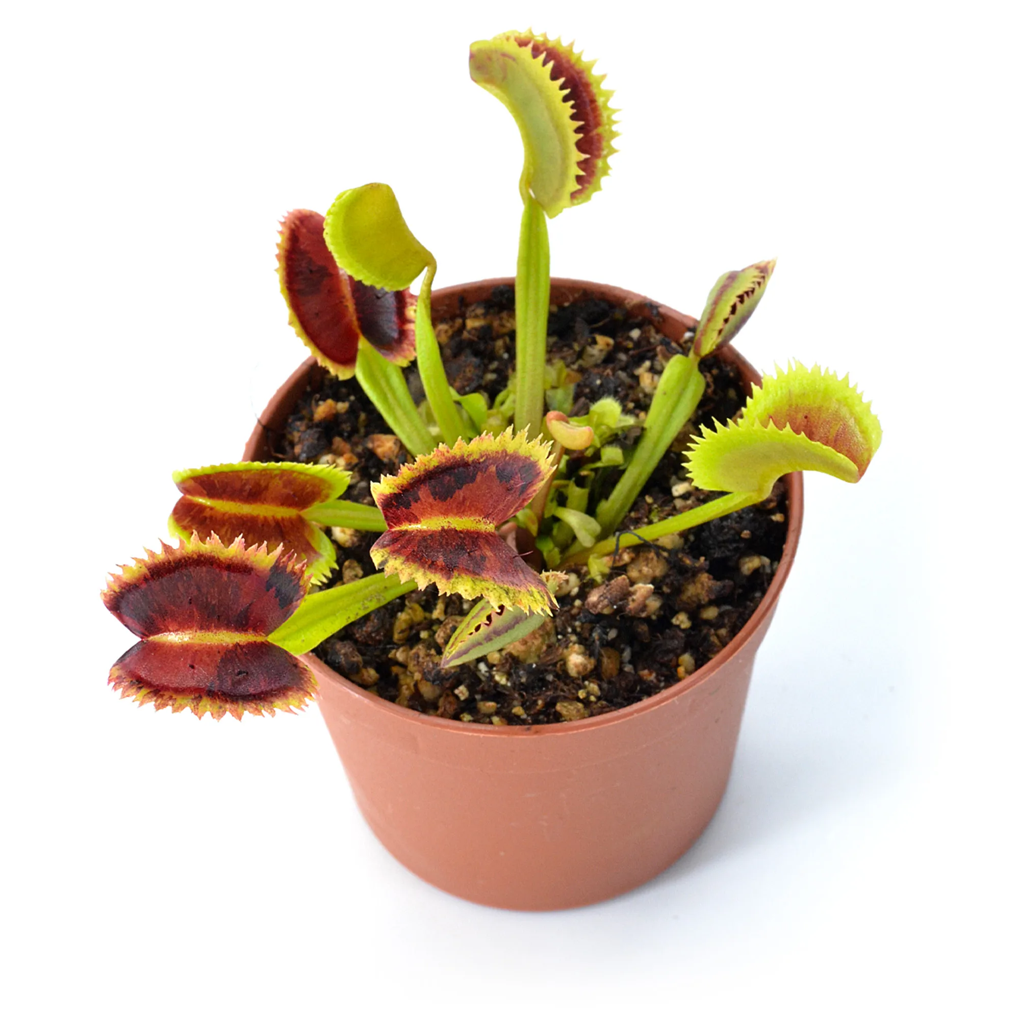 Dionaea muscipula Coq couché x up giant #5 "Variegata"