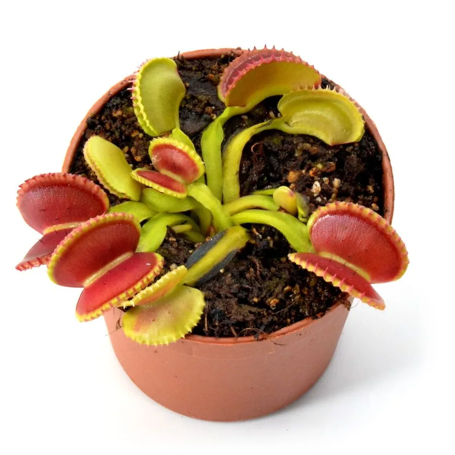 Dionaea muscipula Coquillage