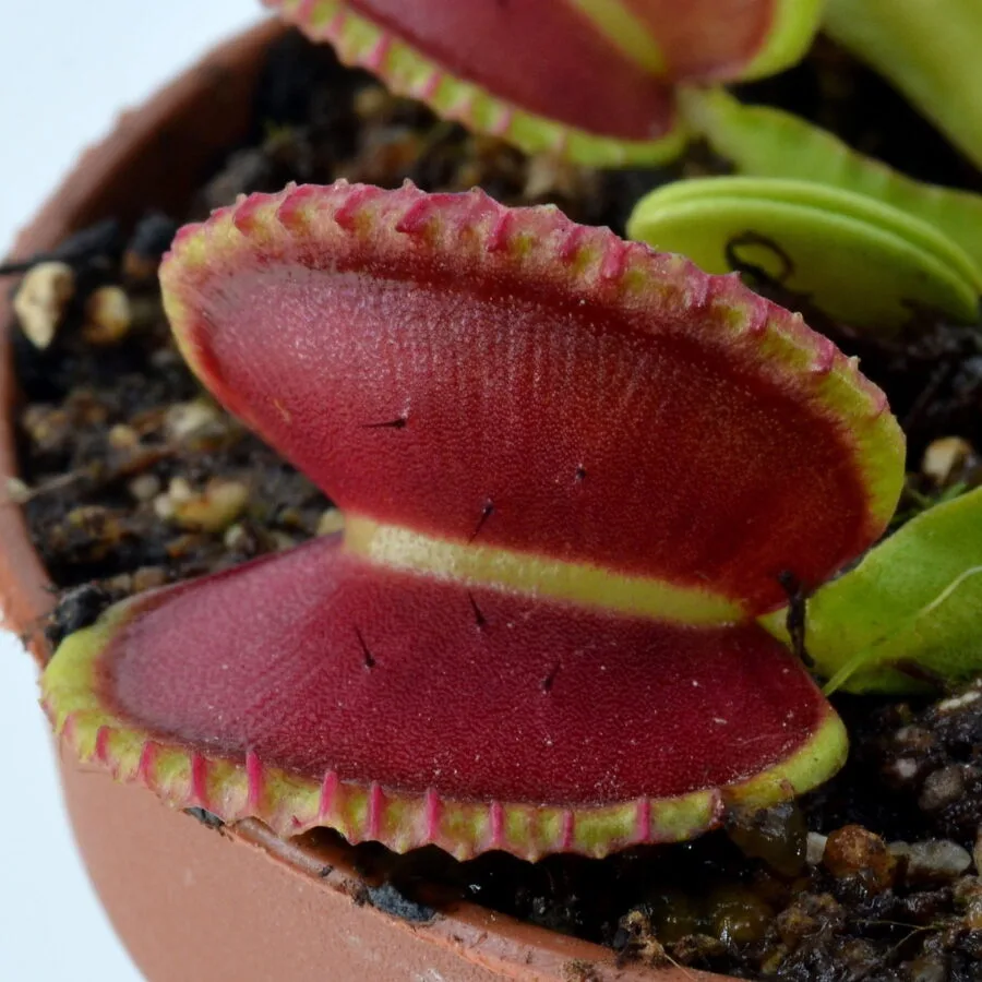Dionaea muscipula Coquillage