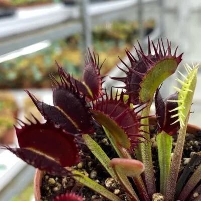 Dionaea muscipula “Corona di Spine"