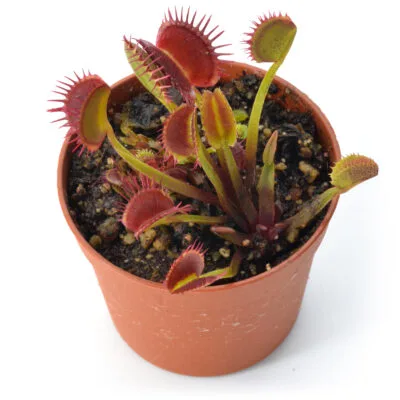 Dionaea muscipula "Corona di Spine"