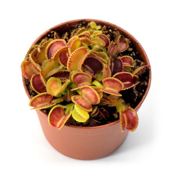 Dionaea muscipula Cracker