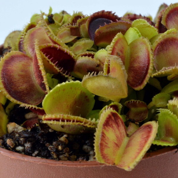 Dionaea muscipula Cracker