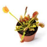 Dionaea muscipula Crispy Sun