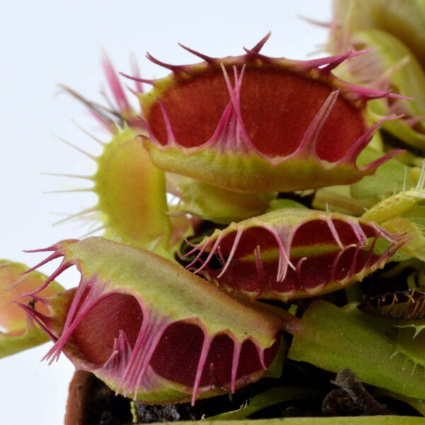 Dionaea muscipula Crispy Sun