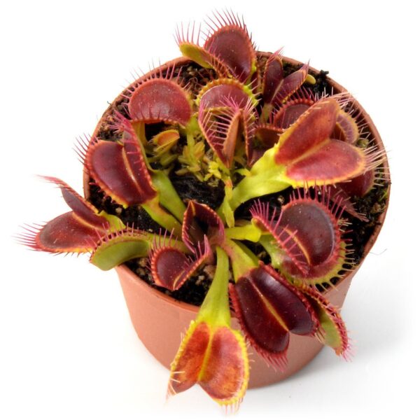 Dionaea muscipula Crocodile