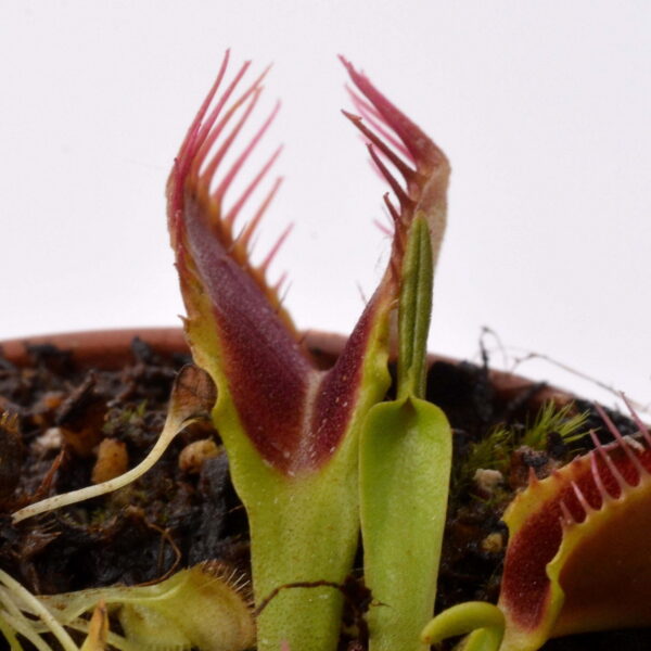 Dionaea muscipula Crocodile