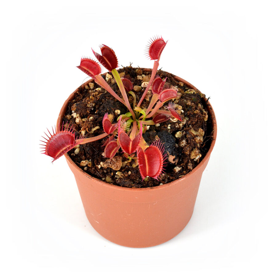Dionaea muscipula Cropped Tooth Bioschy