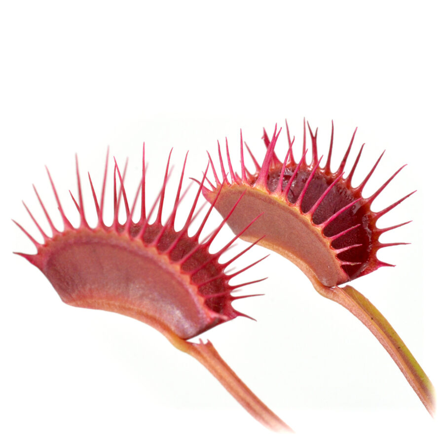 Dionaea muscipula Cropped Tooth Bioschy DSC_0491